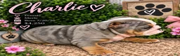 English Bulldog dogs for sale: Charlie - Ad 4