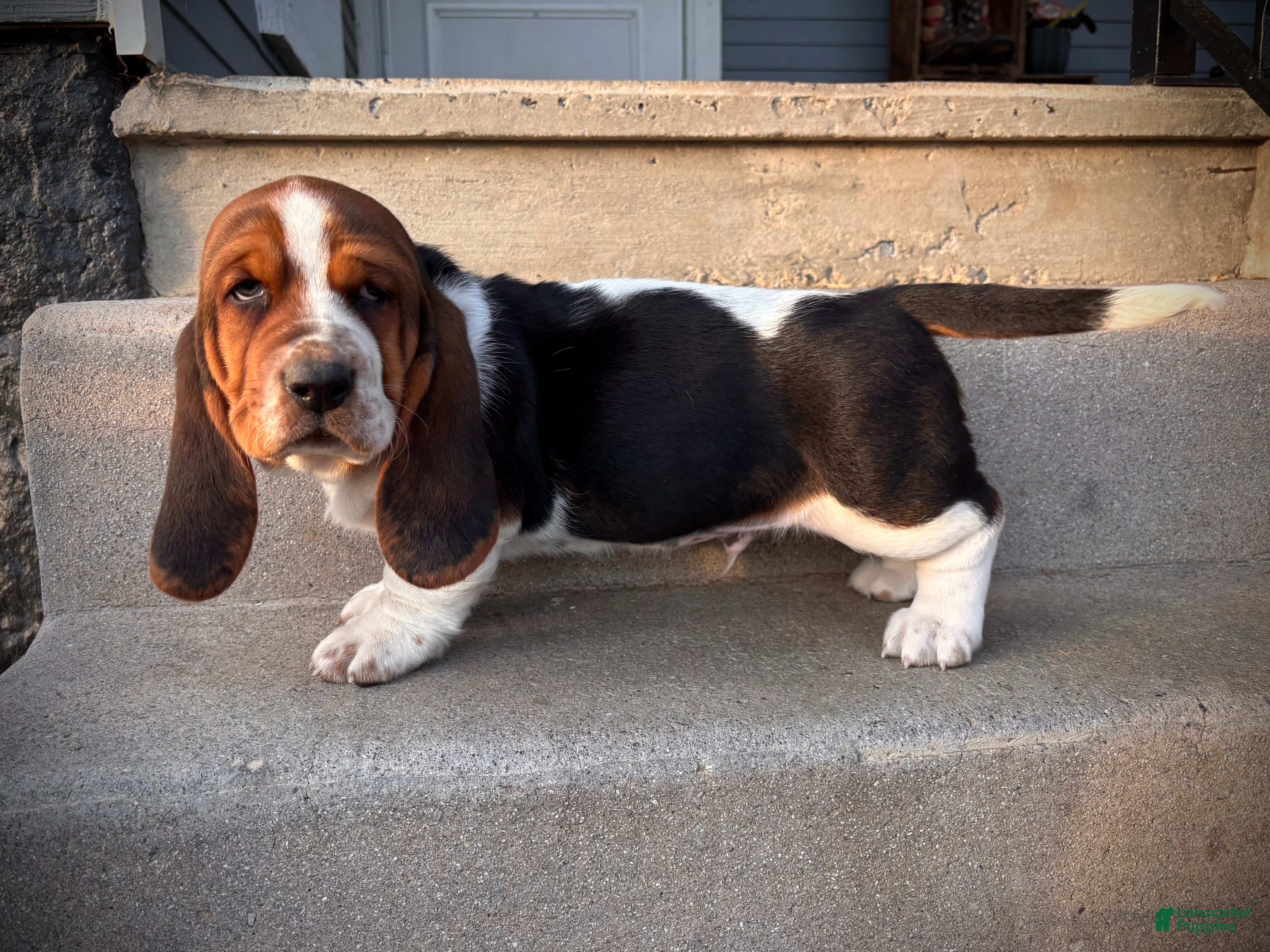 Basset Hound dogs Chubs - Ad 14