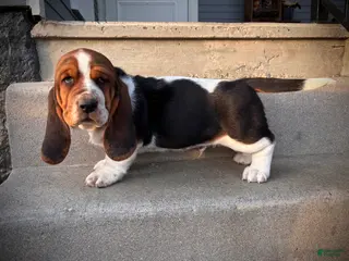 Basset Hound dogs Chubs - Ad 14