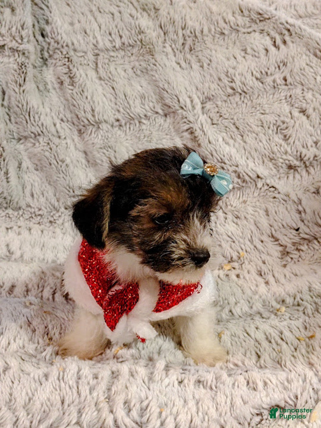Yorkiepoo dogs for sale: Jingle - Ad 2