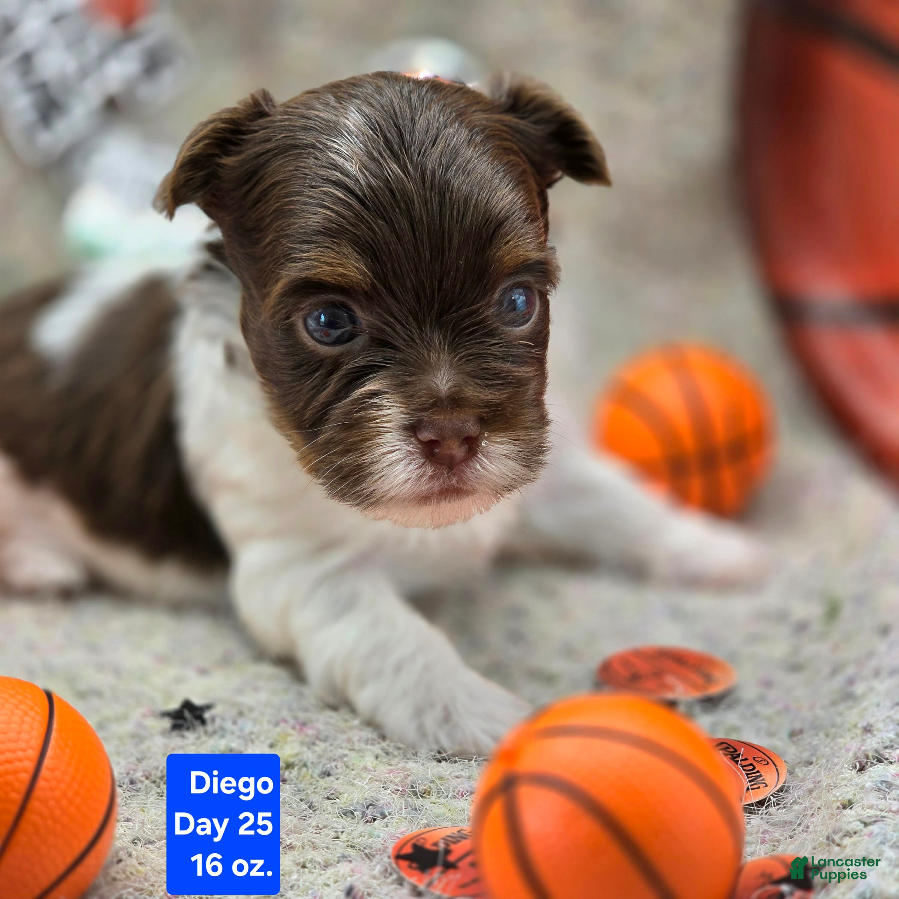 Yorkshire Terrier dogs Diego - Ad 37