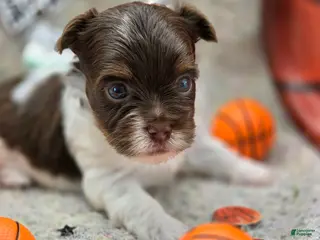 Yorkshire Terrier dogs Diego - Ad 27