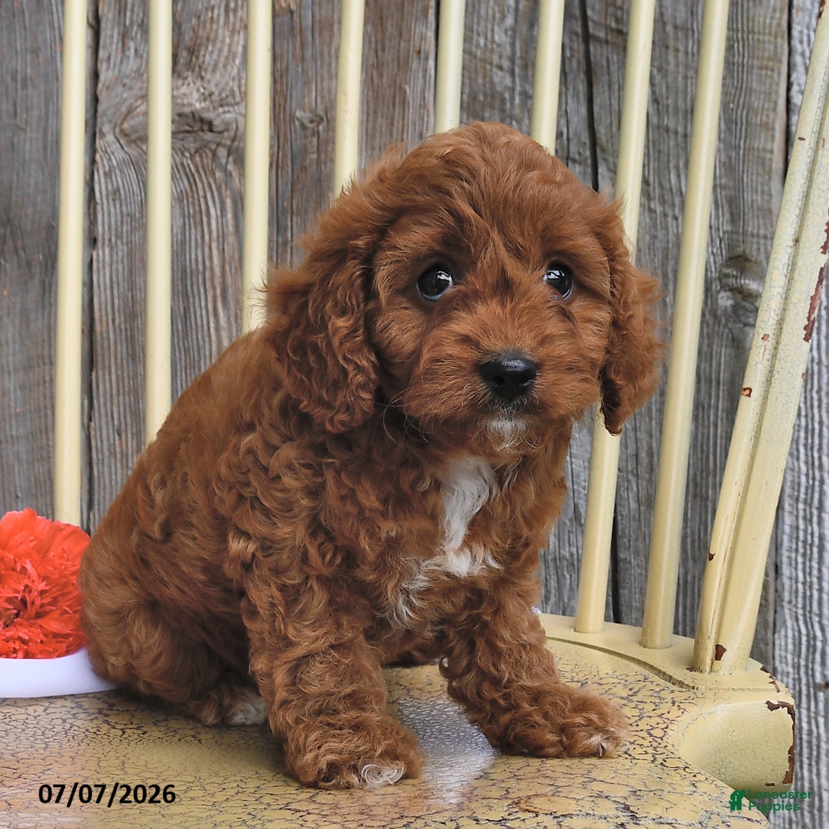 Cavapoo dogs Lady - Ad 1