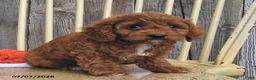 Cavapoo dogs for sale: Lady - Ad 1