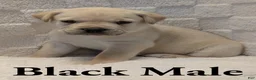 Cane Corso dogs for sale: Black  - Ad 3