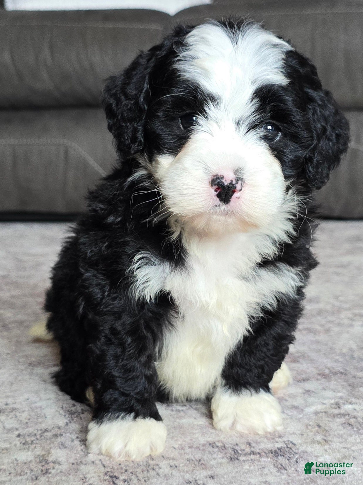 Mini Bernedoodle dogs Mini Jackie - Ad 1