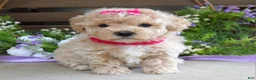 Maltipoo dogs for sale: Luna - Ad 4