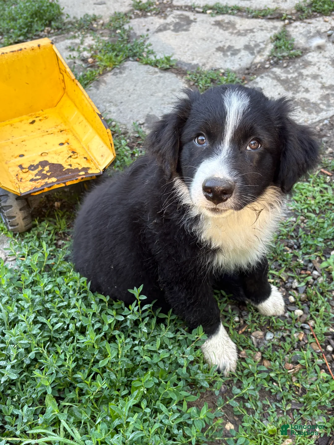 Australian Shepherd dogs for sale: Shiloh - Ad 1