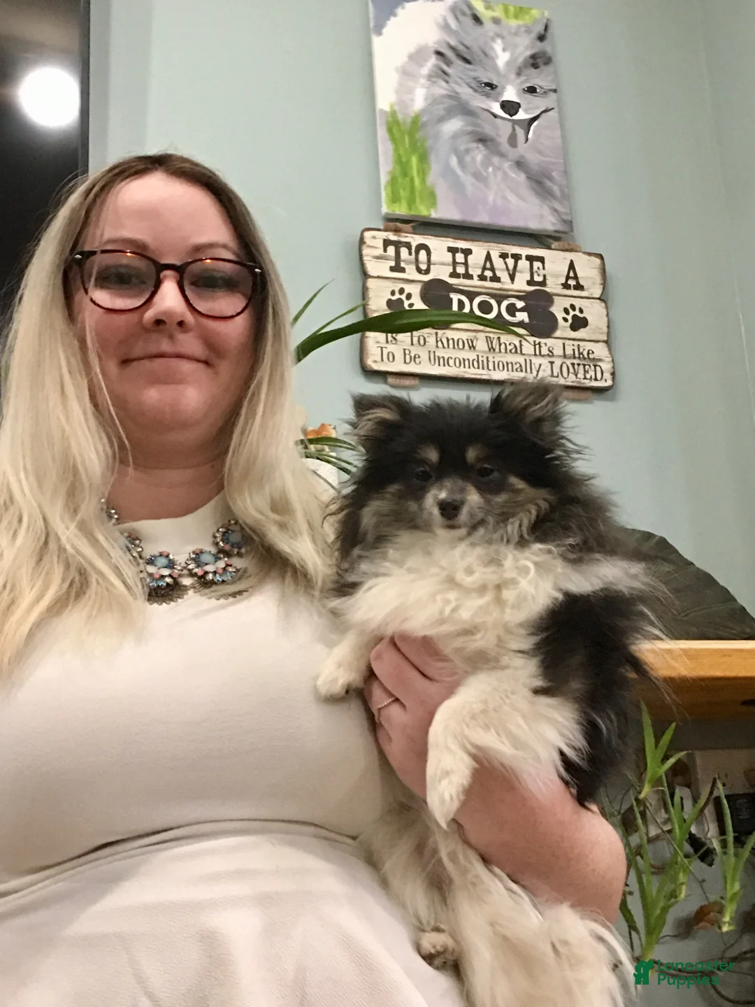 Pomeranian dogs for sale: Black and white Parti boy 6wks - Ad 9