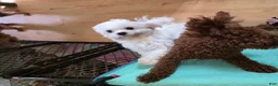 Maltipoo dogs for sale: Maltipoo 2 - Ad 6