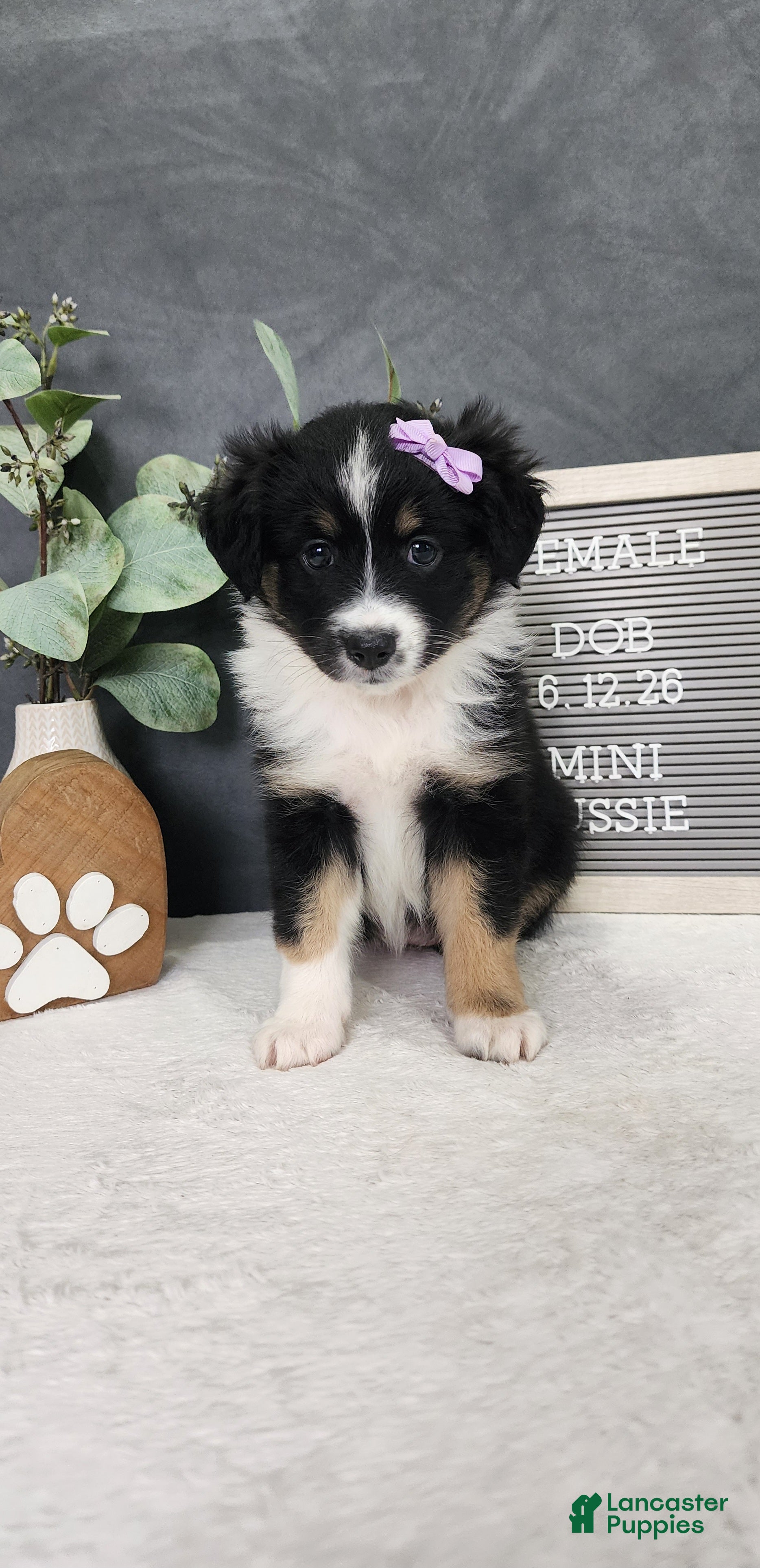 Miniature Australian Shepherd dogs Daisy  - Ad 2