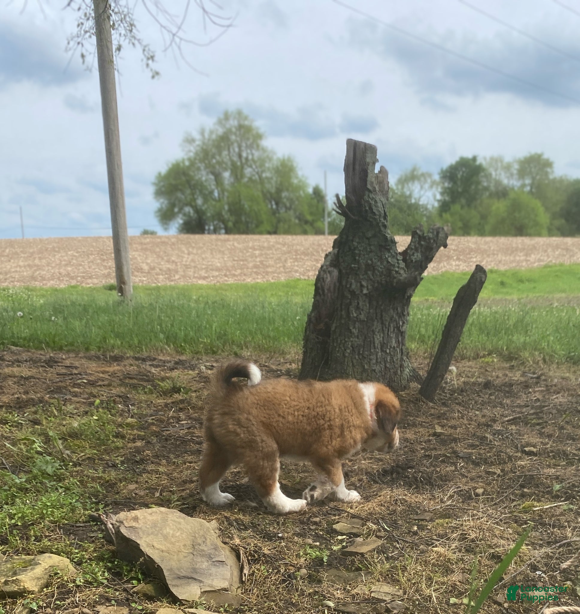 Mixed Breed dogs for sale: ♥️HAPPY GIRL HEIDI♥️ - Ad 16
