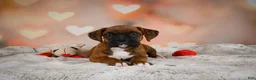 Boxer dogs for sale: Missy - Ad 3
