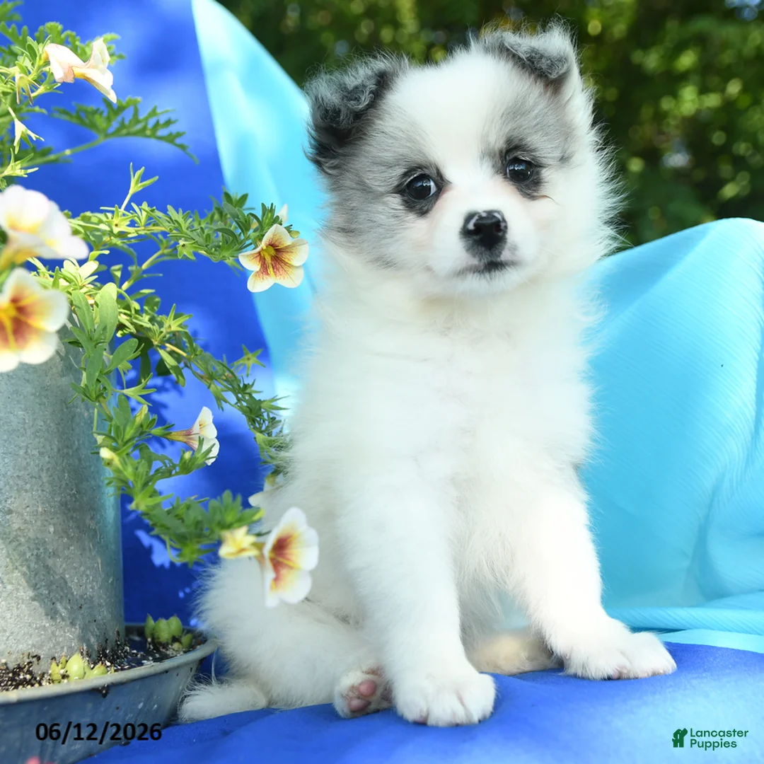 Pomeranian dogs for sale: Molly - Ad 1