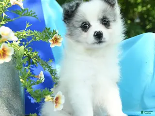 Pomeranian dogs for sale: Molly - Ad 3