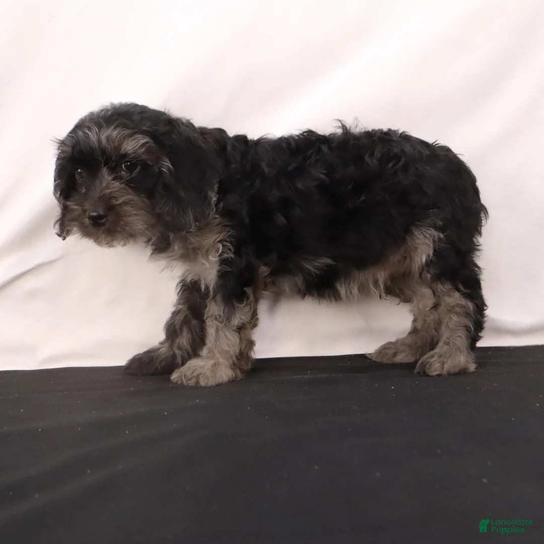 Cavapoo dogs for sale: Hank  - Ad 3