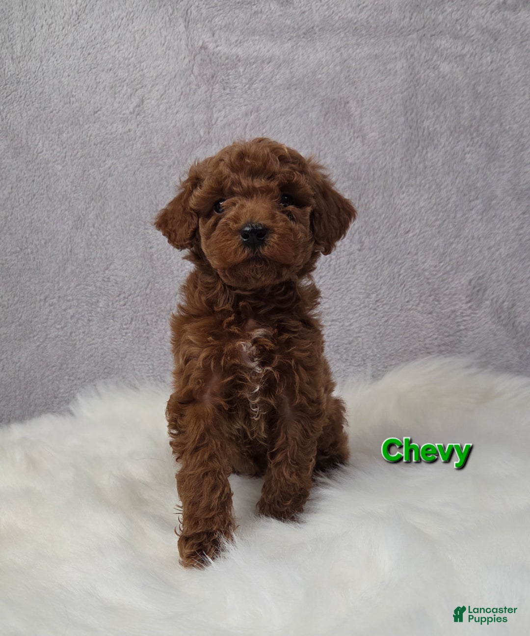 Miniature Poodle dogs for sale: Chevy - Ad 1