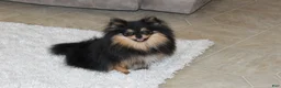 Pomeranian dogs for sale: Teacup Macy - Ad 13