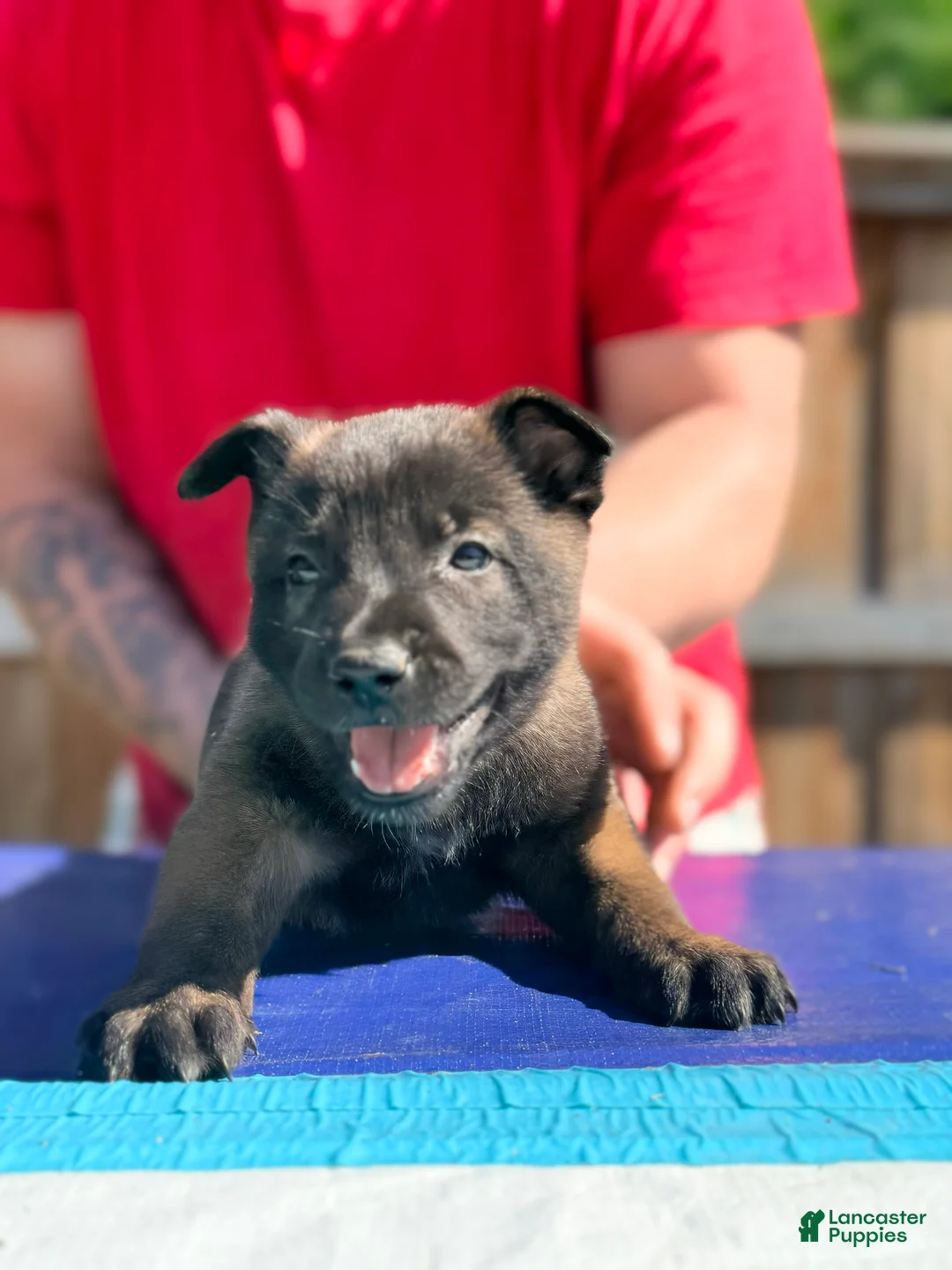 Belgian Malinois dogs for sale: AKC Belgian Malinois - Red Collar - Ad 2