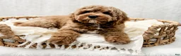Cavapoo dogs for sale: Reacher - Ad 4
