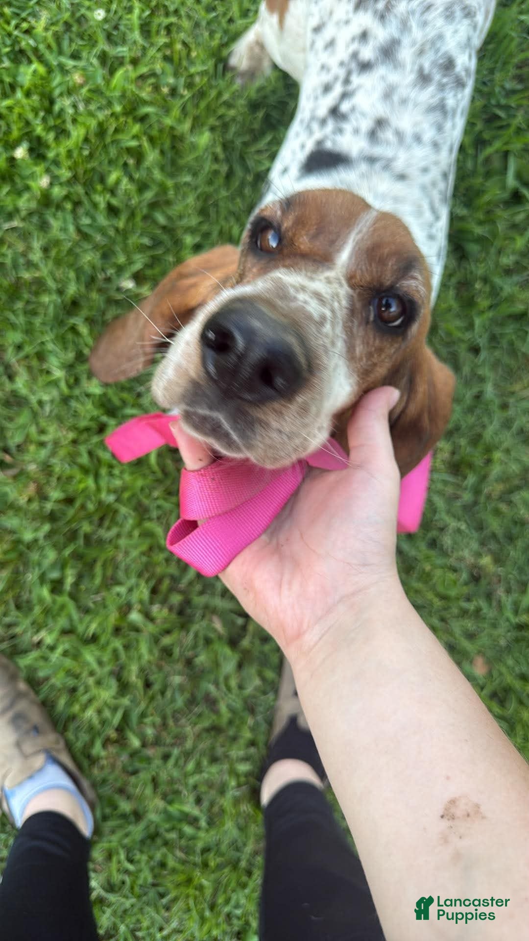 Basset Hound dogs Basset Hound  - Ad 23
