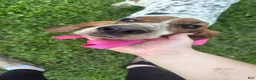 Basset Hound dogs for sale: Basset Hound  - Ad 1