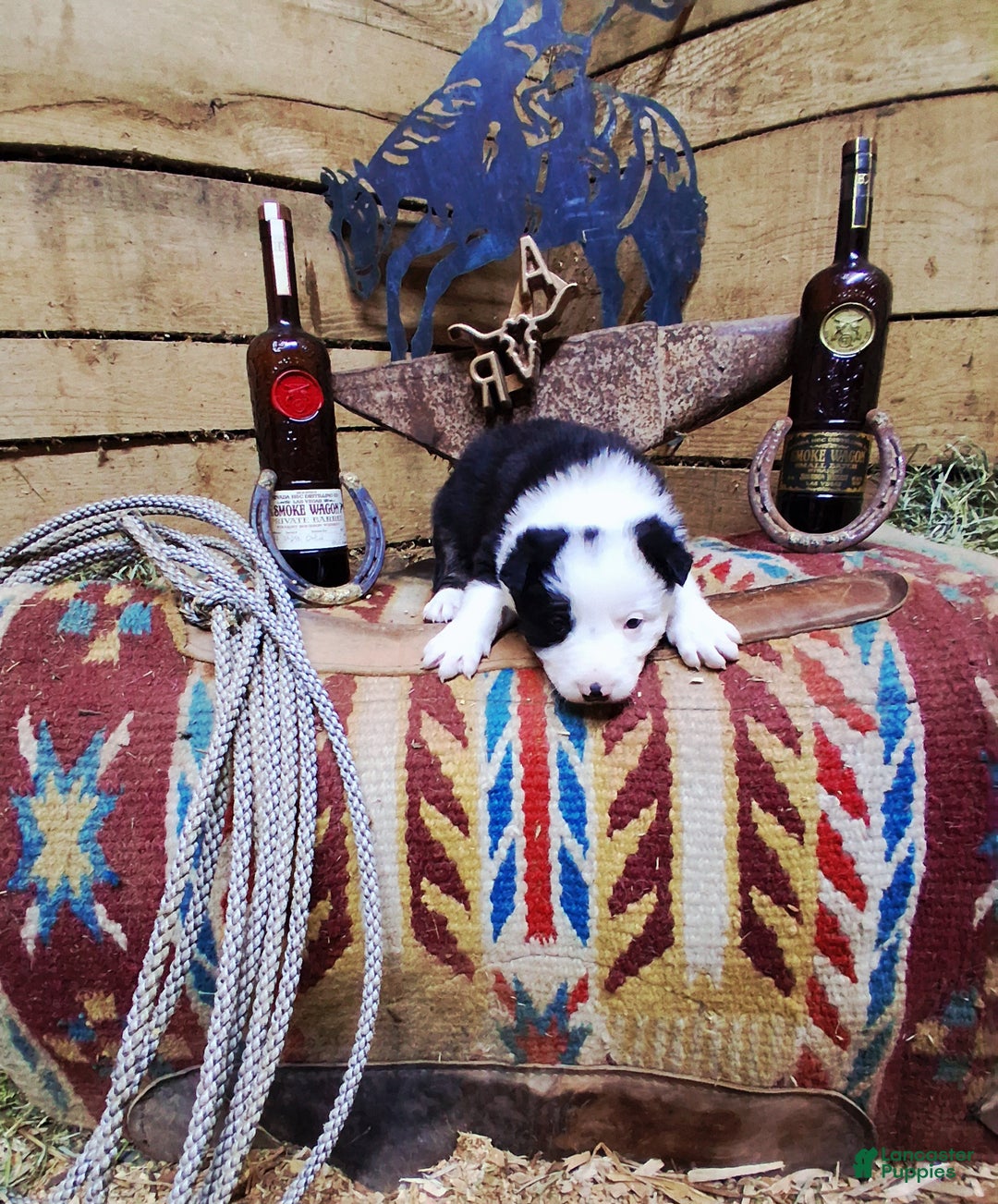 Border Collie dogs for sale: Border Collie Puppy 2 - Ad 2