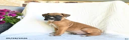 Boxer dogs for sale: Rambo - Ad 4
