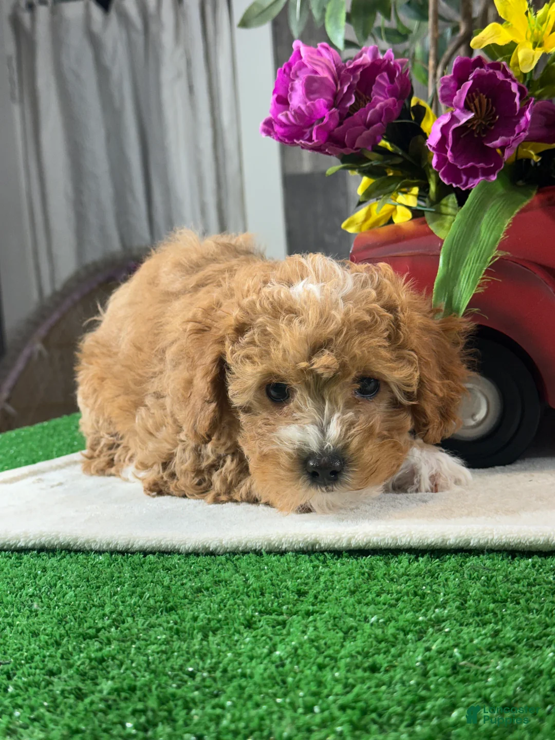 Toy Poodle dogs for sale: Nigel - Ad 2