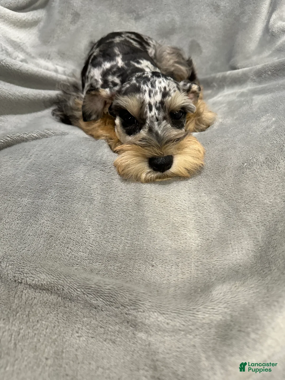 Miniature Schnauzer dogs for sale: Lyndel  - Ad 5