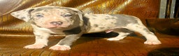 American Bully dogs for sale: "THA ROCK" - Ad 7