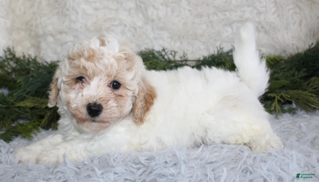 Bichpoo dogs for sale: Bichpoo Boy 2 - Ad 1