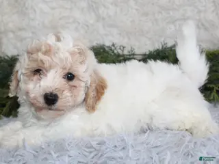 Bichpoo dogs Bichpoo Boy 2 - Ad 7