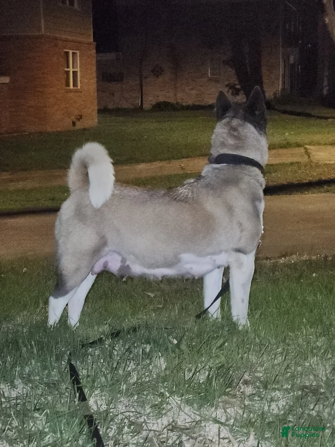 Akita dogs for sale: Akita Puppy 5 - Ad 3
