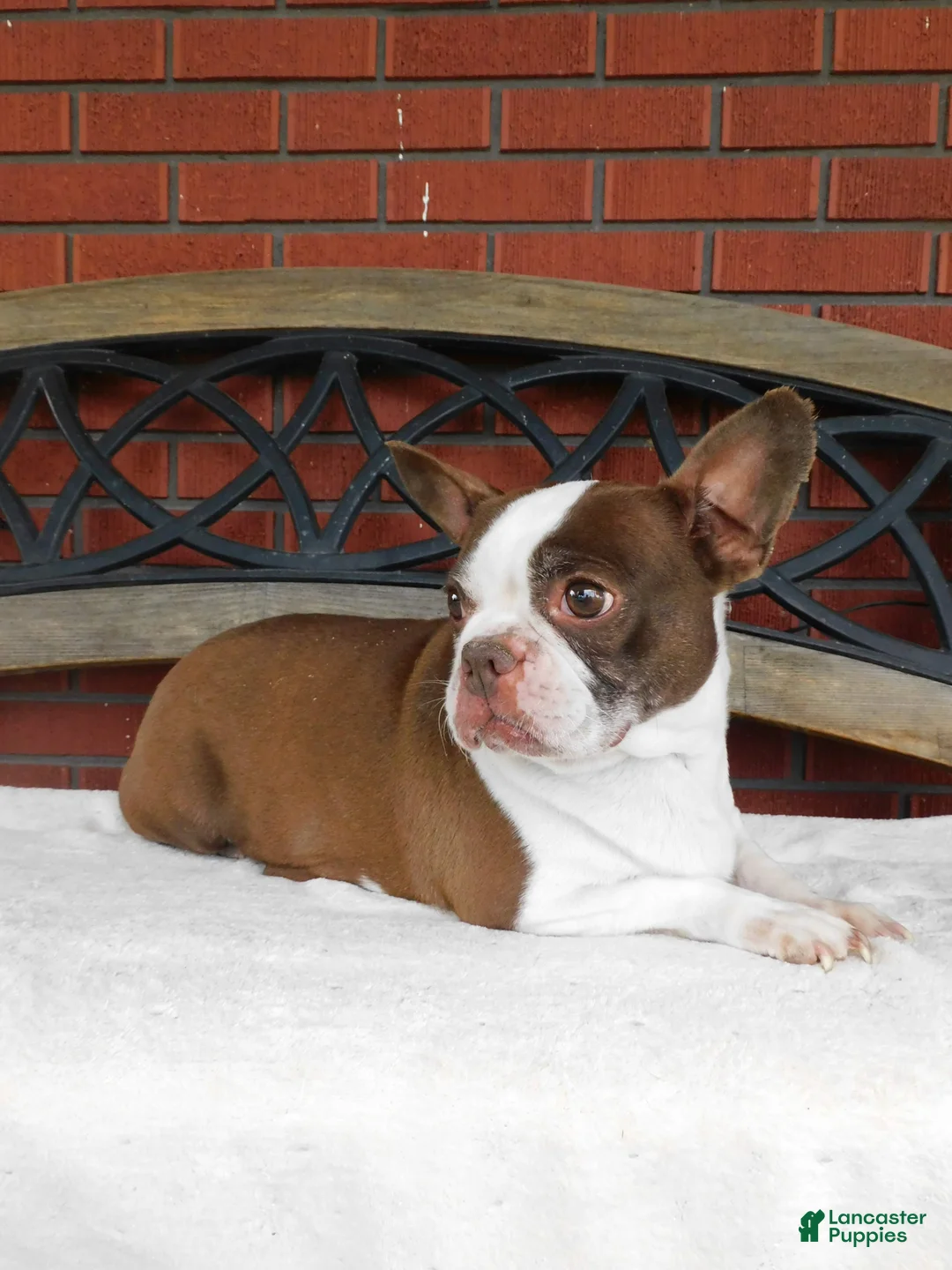 Boston Terrier dogs for sale: Ada - Ad 5