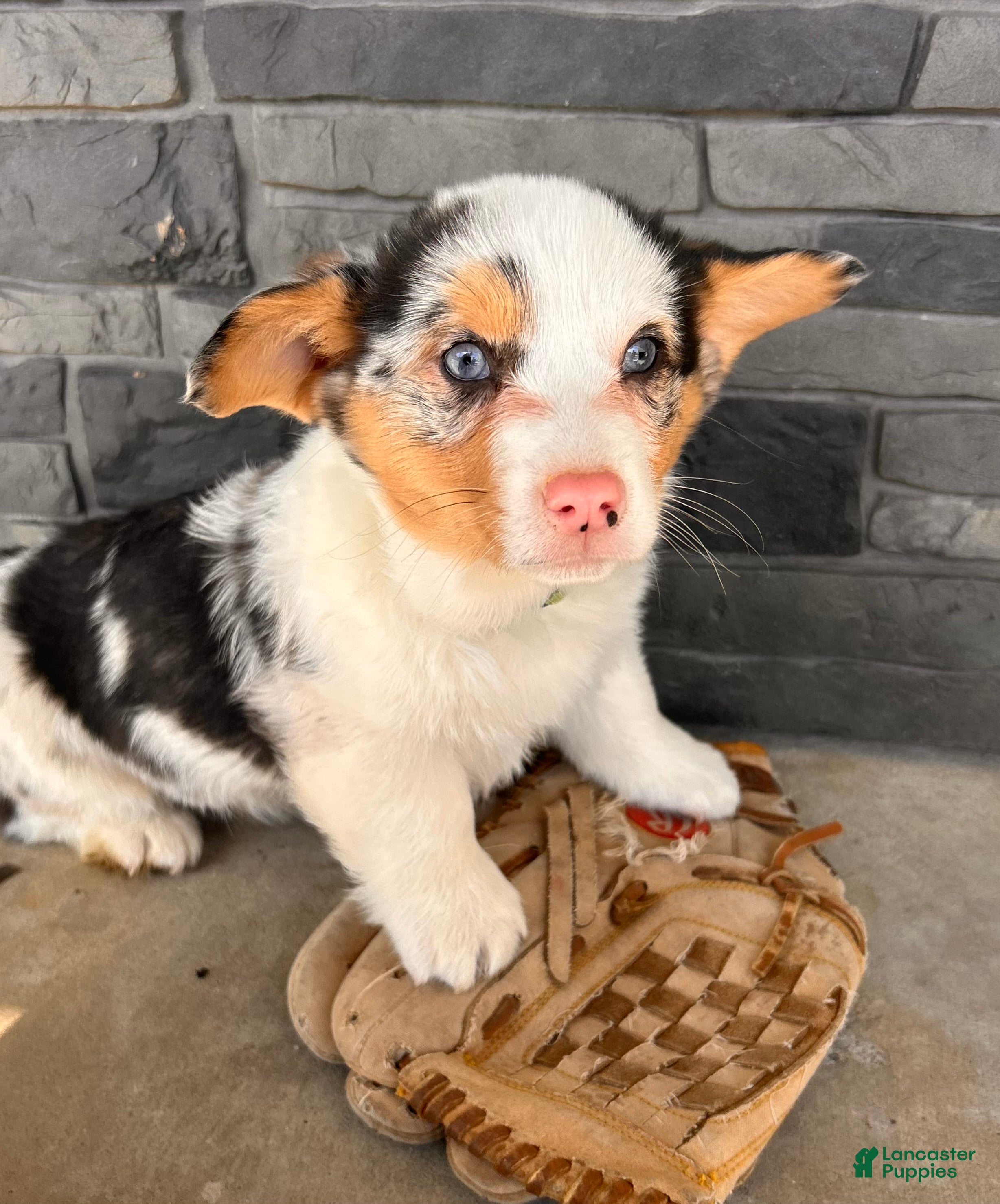Welsh Corgi Pembroke dogs Dominic - Ad 2