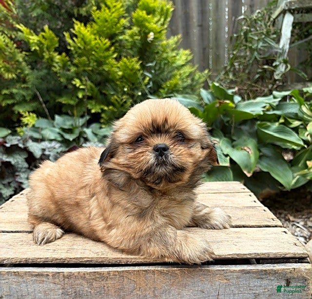 Shih Tzu dogs Calli - Ad 2
