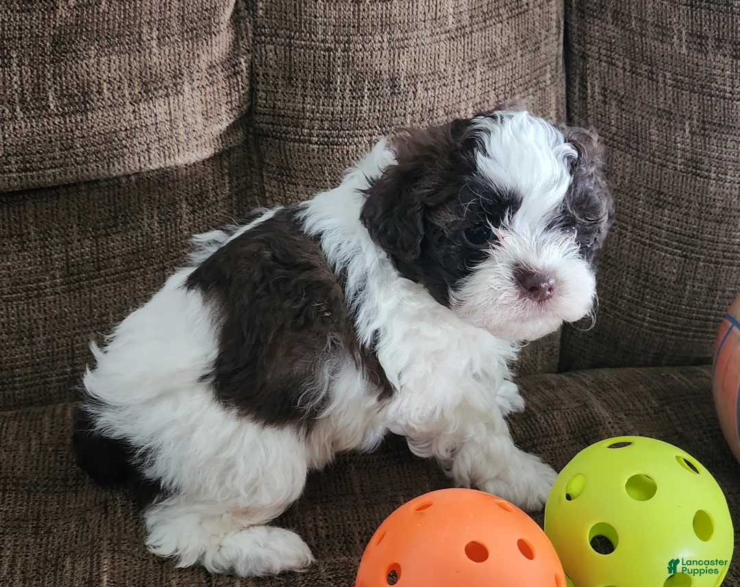 Shihpoo dogs for sale: HANA - Ad 3