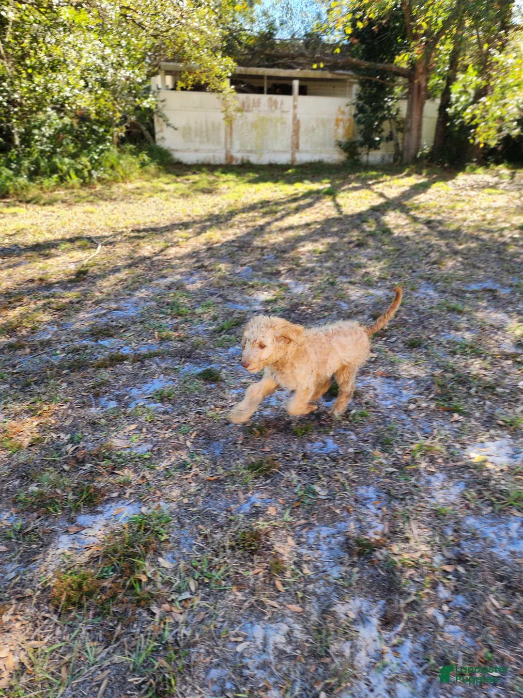 Goldendoodle dogs for sale: Nes - Ad 7