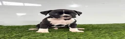 Boxer dogs for sale: Murphy - Ad 3