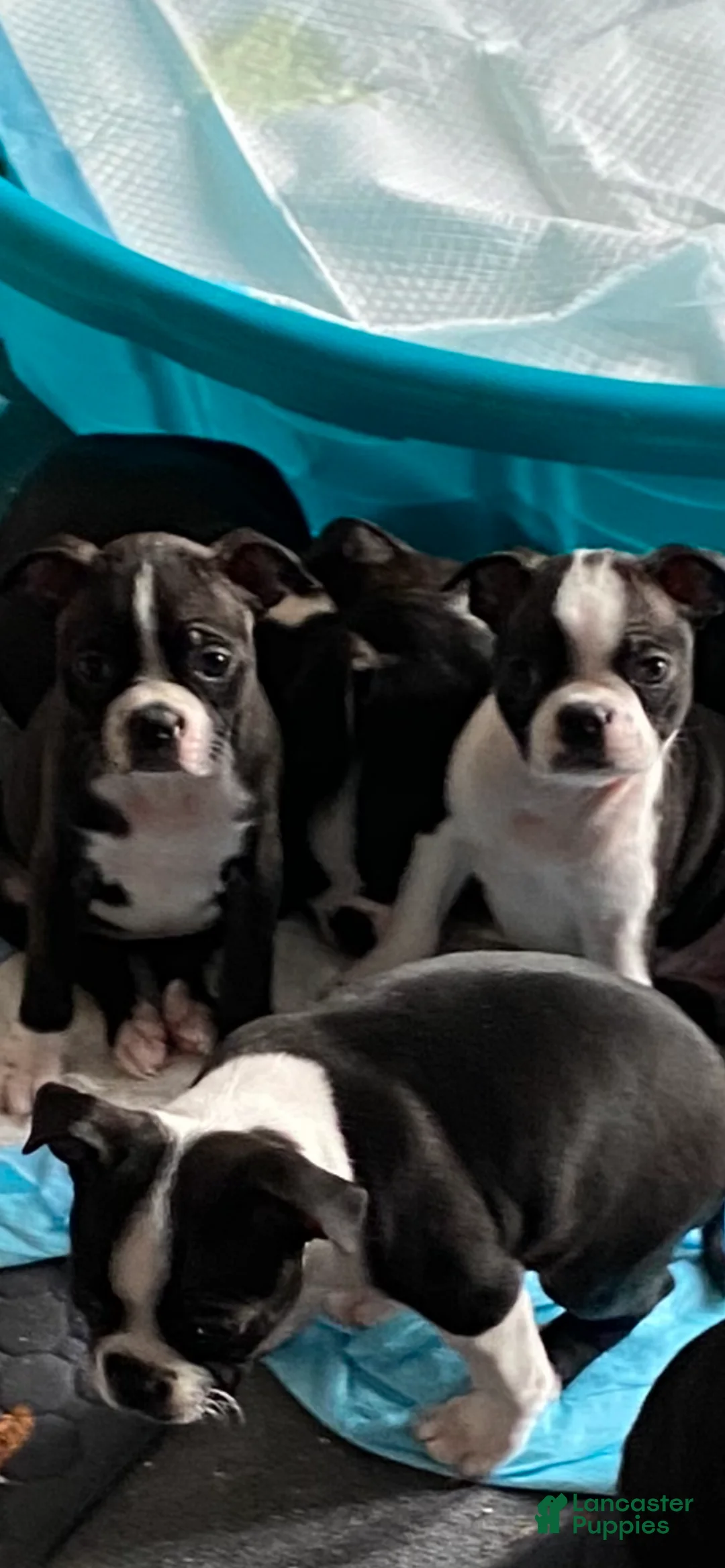 Boston Terrier dogs for sale: Otto - Ad 1