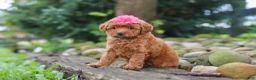 Miniature Poodle dogs for sale: Posie - Ad 2