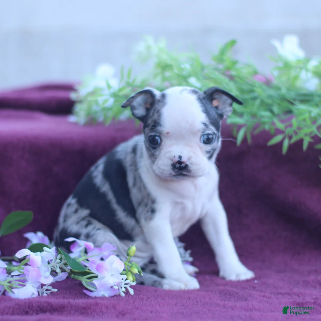 Boston Terrier dogs for sale: Mavis  - Ad 2