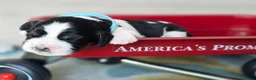 English Springer Spaniel dogs for sale: Marshal  - Ad 6