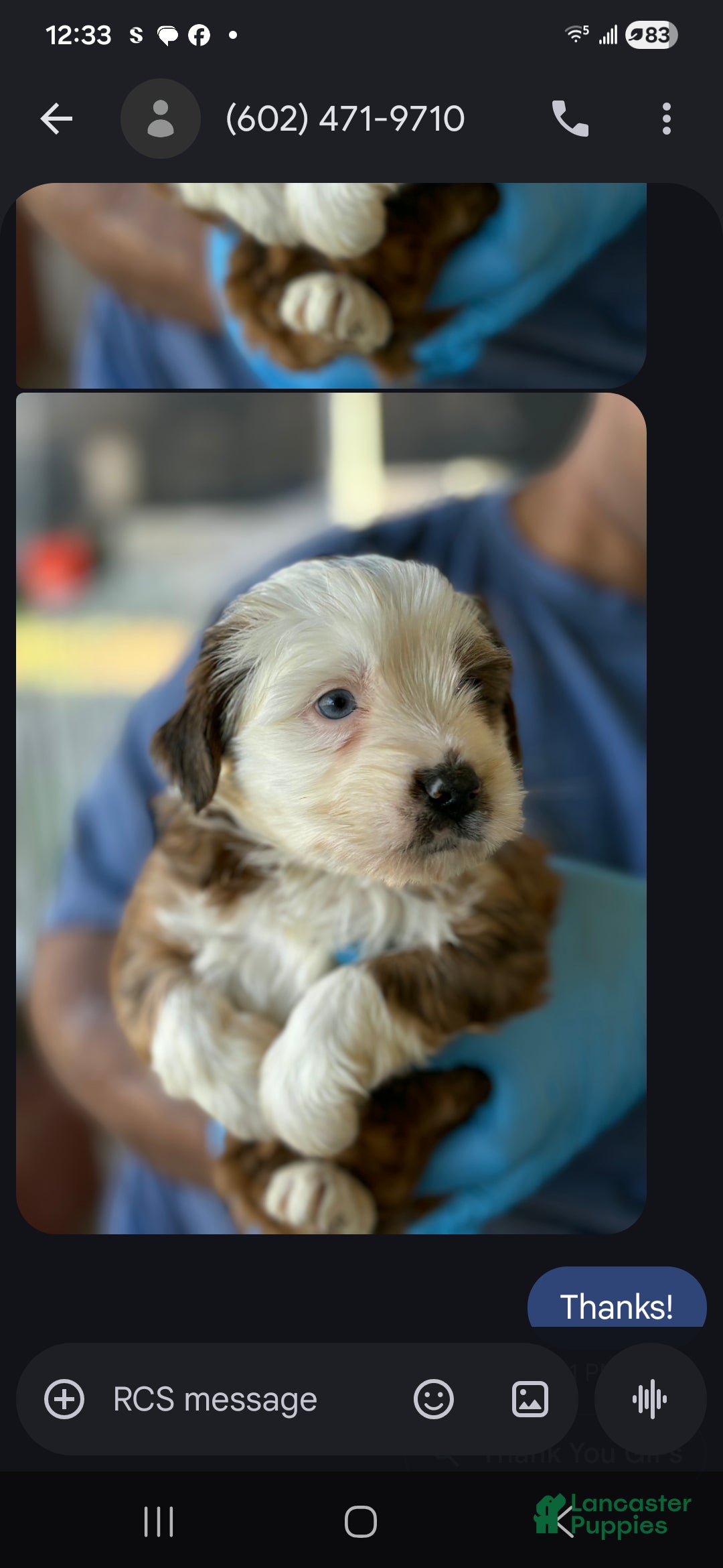 Mixed Breed dogs for sale: Milo - Ad 3