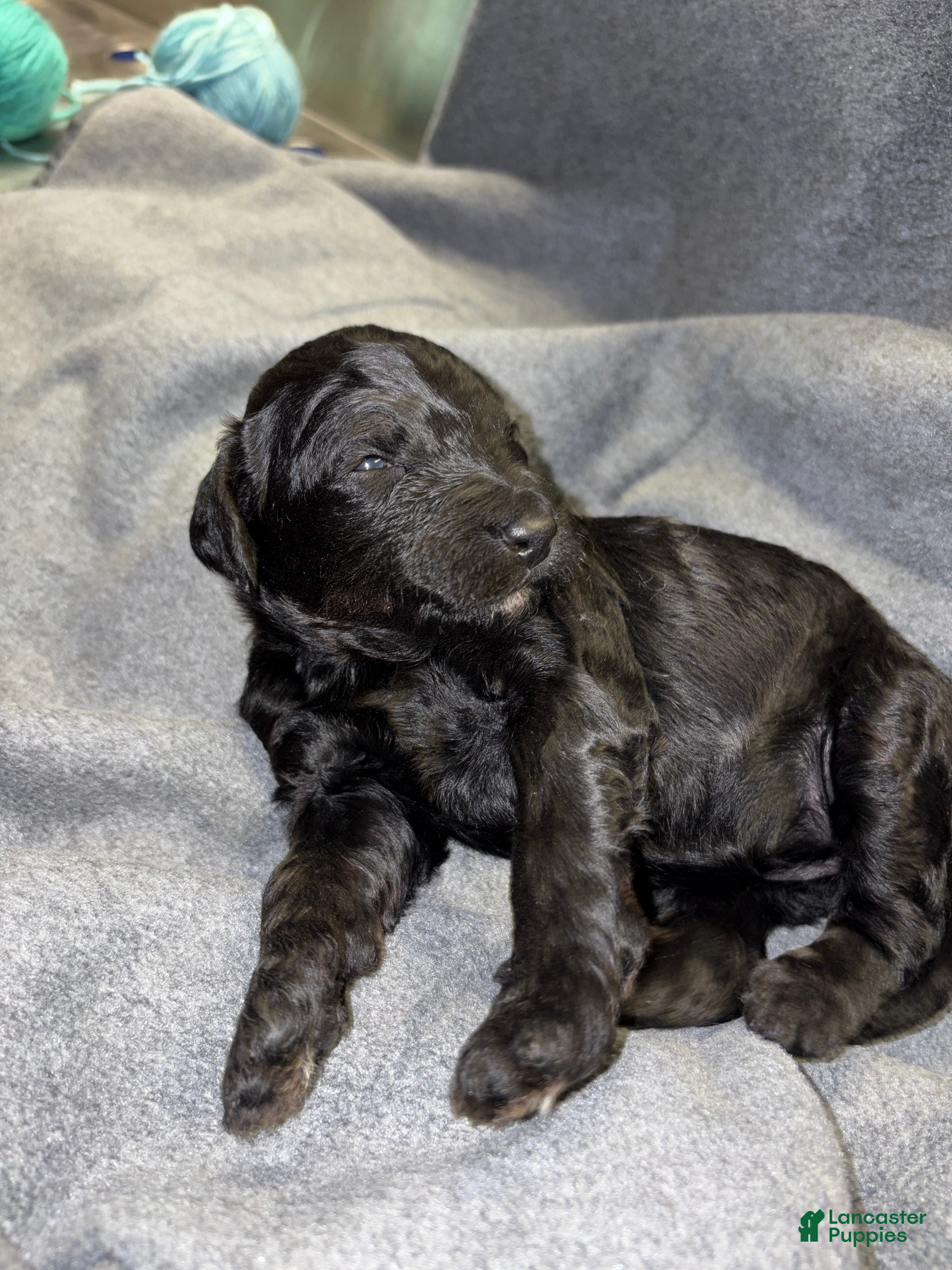 Bernedoodle dogs Dig sauer Bernedoodle Puppy 12 - Ad 5