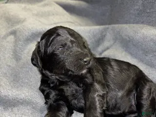 Bernedoodle dogs Dig sauer Bernedoodle Puppy 12 - Ad 31