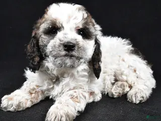Cockapoo dogs Dixie - Ad 7