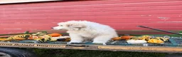 Great Pyrenees dogs for sale: Nicky - Ad 8