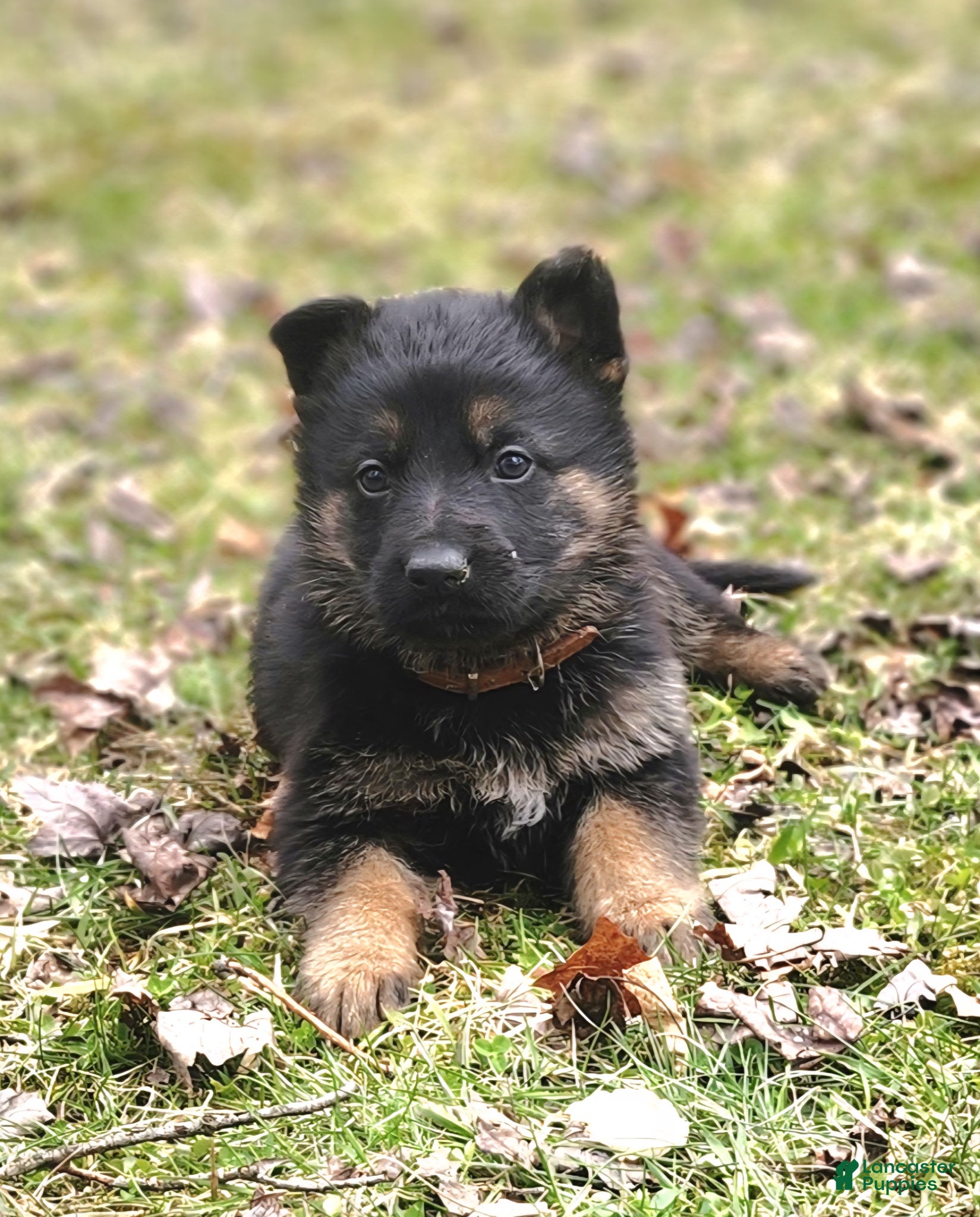 German Shepherd dogs TIO - Ad 1